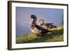 USA, California, Lakeside, Wood Duck-Jaynes Gallery-Framed Photographic Print
