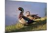 USA, California, Lakeside, Wood Duck-Jaynes Gallery-Mounted Photographic Print