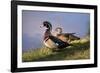 USA, California, Lakeside, Wood Duck-Jaynes Gallery-Framed Photographic Print