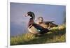 USA, California, Lakeside, Wood Duck-Jaynes Gallery-Framed Photographic Print