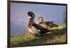 USA, California, Lakeside, Wood Duck-Jaynes Gallery-Framed Photographic Print