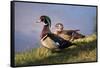 USA, California, Lakeside, Wood Duck-Jaynes Gallery-Framed Stretched Canvas