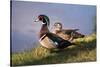 USA, California, Lakeside, Wood Duck-Jaynes Gallery-Stretched Canvas