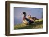 USA, California, Lakeside, Wood Duck-Jaynes Gallery-Framed Photographic Print