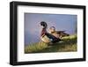 USA, California, Lakeside, Wood Duck-Jaynes Gallery-Framed Photographic Print