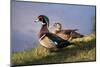 USA, California, Lakeside, Wood Duck-Jaynes Gallery-Mounted Photographic Print