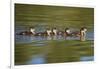 USA, California, Lakeside, Wood Ducklings on Lindo Lake-Jaynes Gallery-Framed Photographic Print