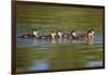 USA, California, Lakeside, Wood Ducklings on Lindo Lake-Jaynes Gallery-Framed Photographic Print