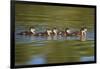 USA, California, Lakeside, Wood Ducklings on Lindo Lake-Jaynes Gallery-Framed Photographic Print