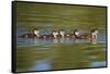 USA, California, Lakeside, Wood Ducklings on Lindo Lake-Jaynes Gallery-Framed Stretched Canvas