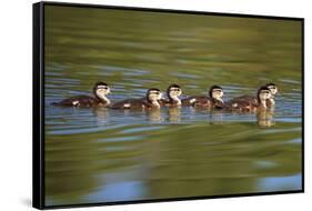 USA, California, Lakeside, Wood Ducklings on Lindo Lake-Jaynes Gallery-Framed Stretched Canvas