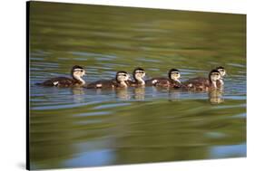 USA, California, Lakeside, Wood Ducklings on Lindo Lake-Jaynes Gallery-Stretched Canvas