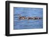 USA, California, Lakeside, Wood Ducklings on Lindo Lake-Jaynes Gallery-Framed Photographic Print