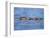 USA, California, Lakeside, Wood Ducklings on Lindo Lake-Jaynes Gallery-Framed Photographic Print