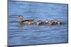 USA, California, Lakeside, Wood Ducklings on Lindo Lake-Jaynes Gallery-Mounted Photographic Print