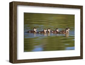 USA, California, Lakeside, Wood Ducklings on Lindo Lake-Jaynes Gallery-Framed Photographic Print