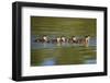 USA, California, Lakeside, Wood Ducklings on Lindo Lake-Jaynes Gallery-Framed Photographic Print