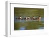 USA, California, Lakeside, Wood Ducklings on Lindo Lake-Jaynes Gallery-Framed Photographic Print