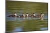 USA, California, Lakeside, Wood Ducklings on Lindo Lake-Jaynes Gallery-Mounted Photographic Print