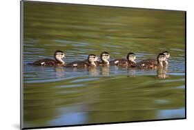 USA, California, Lakeside, Wood Ducklings on Lindo Lake-Jaynes Gallery-Mounted Photographic Print