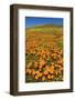 USA, California, Lancaster. Poppies and goldfields bloom on hillside.-Jaynes Gallery-Framed Photographic Print