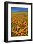 USA, California, Lancaster. Poppies and goldfields bloom on hillside.-Jaynes Gallery-Framed Photographic Print