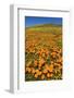 USA, California, Lancaster. Poppies and goldfields bloom on hillside.-Jaynes Gallery-Framed Photographic Print