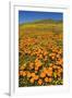 USA, California, Lancaster. Poppies and goldfields bloom on hillside.-Jaynes Gallery-Framed Premium Photographic Print