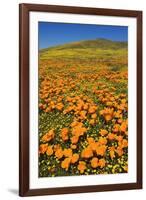 USA, California, Lancaster. Poppies and goldfields bloom on hillside.-Jaynes Gallery-Framed Premium Photographic Print