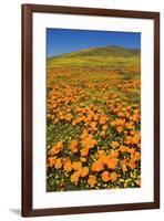 USA, California, Lancaster. Poppies and goldfields bloom on hillside.-Jaynes Gallery-Framed Premium Photographic Print