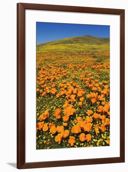 USA, California, Lancaster. Poppies and goldfields bloom on hillside.-Jaynes Gallery-Framed Premium Photographic Print