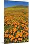 USA, California, Lancaster. Poppies and goldfields bloom on hillside.-Jaynes Gallery-Mounted Premium Photographic Print