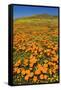 USA, California, Lancaster. Poppies and goldfields bloom on hillside.-Jaynes Gallery-Framed Stretched Canvas