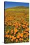 USA, California, Lancaster. Poppies and goldfields bloom on hillside.-Jaynes Gallery-Stretched Canvas