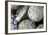 USA, California, Los Angeles. Artichokes at Hollywood Farmer's Market.-Kymri Wilt-Framed Photographic Print