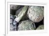 USA, California, Los Angeles. Artichokes at Hollywood Farmer's Market.-Kymri Wilt-Framed Photographic Print