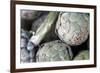 USA, California, Los Angeles. Artichokes at Hollywood Farmer's Market.-Kymri Wilt-Framed Photographic Print