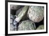 USA, California, Los Angeles. Artichokes at Hollywood Farmer's Market.-Kymri Wilt-Framed Photographic Print