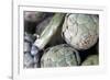 USA, California, Los Angeles. Artichokes at Hollywood Farmer's Market.-Kymri Wilt-Framed Photographic Print