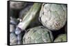 USA, California, Los Angeles. Artichokes at Hollywood Farmer's Market.-Kymri Wilt-Framed Stretched Canvas