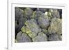 USA, California, Los Angeles. Broccoli at Hollywood Farmer's market.-Kymri Wilt-Framed Photographic Print