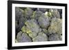 USA, California, Los Angeles. Broccoli at Hollywood Farmer's market.-Kymri Wilt-Framed Photographic Print