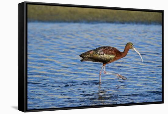 USA, California, Los Angeles. Glossy ibis in breeding plumage.-Jaynes Gallery-Framed Stretched Canvas