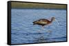 USA, California, Los Angeles. Glossy ibis in breeding plumage.-Jaynes Gallery-Framed Stretched Canvas
