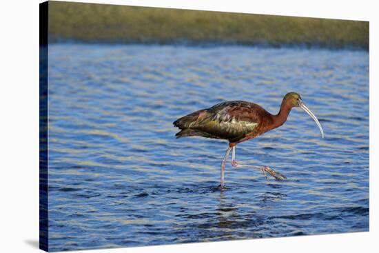 USA, California, Los Angeles. Glossy ibis in breeding plumage.-Jaynes Gallery-Stretched Canvas