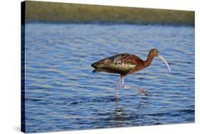 USA, California, Los Angeles. Glossy ibis in breeding plumage.-Jaynes Gallery-Stretched Canvas