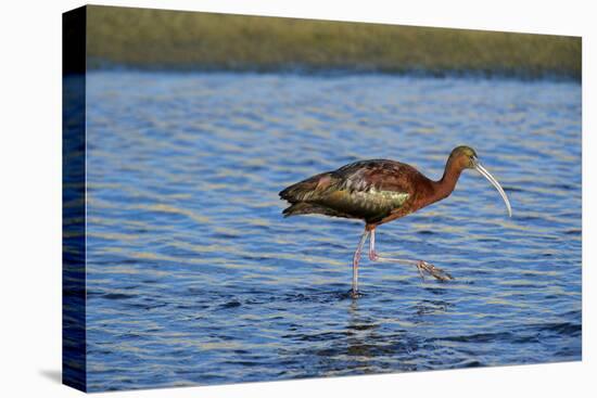 USA, California, Los Angeles. Glossy ibis in breeding plumage.-Jaynes Gallery-Stretched Canvas