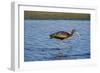 USA, California, Los Angeles. Glossy ibis in breeding plumage.-Jaynes Gallery-Framed Photographic Print