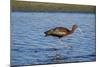 USA, California, Los Angeles. Glossy ibis in breeding plumage.-Jaynes Gallery-Mounted Photographic Print