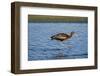 USA, California, Los Angeles. Glossy ibis in breeding plumage.-Jaynes Gallery-Framed Photographic Print